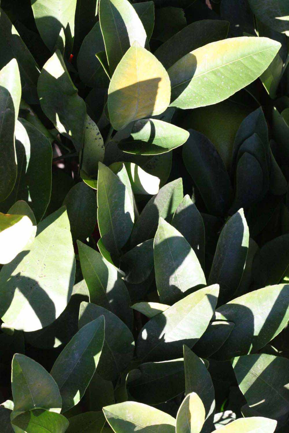              Shade leaves (Riverside, CA)       